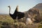 Pair of Ostriches, Tanzania