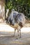 A pair of ostriches, walking side by side