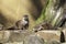 Pair of otters on a man-made riverbank weir wall