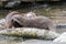 A pair of otters playing in the water