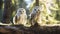 Pair of Owls Perched in Forest