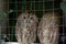 Pair of owls Scops owl in small private zoo