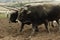 Pair Of Oxen On Fresh Plowed Land And A Farmer Manually Spreading Fertilizer In Urubamba Valley, Peru