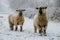 A pair of Oxford sheep in the snow