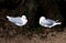 A pair of Pacific Gulls (Larus pacificus)