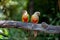 Pair of The Painted Parakeets or Painted conures