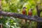 Pair of The Painted Parakeets or Painted conures