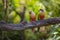 Pair of The Painted Parakeets or Painted conures