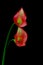 Pair of pale red mini calla lillies against black background