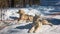 A pair of pale Siberian huskies is harnessed