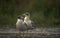 A pair of Pallas Gull on the shores of Bhigwan in Mahahrashtra. India