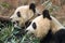 Pair of Pandas