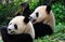 A pair of Pandas at Chengdu.