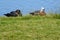 Pair of Paradise Shelducks in New Zealand