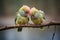 pair of parakeets perched on a branch, heads touching