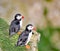 Pair of parallel Puffins at Bempton Cliffs, East Yorkshire.
