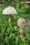 A pair of Parasol Mushrooms Macrolepiota procera or Lepiota pr