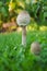 Pair of Parasol Mushrooms Macrolepiota procera or Lepiota proc