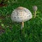 Pair of Parasol Mushrooms Macrolepiota procera or Lepiota proc