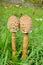 A pair of parasol mushrooms in a meadow.