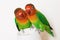 Pair of parrots