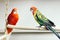 Pair of parrots sitting on a perch.