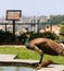 A pair of peacock in Porto