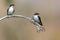 A pair of pearl breasted swallows