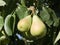 Pair of pears ripe