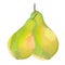 Pair of pears yellow green fresh. watercolor illustration