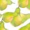 Pair of pears yellow green fresh. watercolor illustration