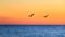 Pair of Pelicans Flying at Sunset