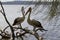 A pair of pelicans relaxing on a dead tree