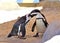 Pair of penguins cleaning each other