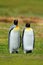 Pair of penguins. Mating king penguins with green background in Falkland Islands. Pair of penguins, love in the nature. Beautiful