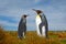 Pair of penguins. Mating king penguins with green background in Falkland Islands. Pair of penguins, love in the nature. Beautiful