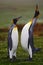 Pair of penguins. Small and big bird. Male and female of penguin. King penguin couple cuddling in wild nature with green