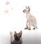 Pair of Peterbald cats, Oriental Shorthair