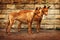 Pair of Pharaoh dogs