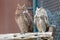 A pair of Pharaoh eagle-owl Bubo ascalaphus up close perched on brach resting in United Arab Emirates