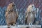 A pair of Pharaoh eagle-owl Bubo ascalaphus up close perched on brach resting in United Arab Emirates