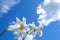 A pair of Pheasants Eye Daffodils move around in a a soft spring wind against a blue sky