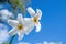 A pair of Pheasants Eye Daffodils move around in a a soft spring wind against a blue sky