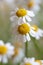 Pair of picturesque wild daisies close-up, selective focus. Concept and symbol of simple beauty and purity