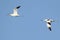 A pair pied avocet Recurvirostra avosetta in blue background