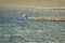 A pair of pied Avocets mating on the edge of a shallow lake