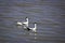 A pair of Pied Avocets swimming together on a lake