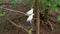 Pair of Pied Imperial Pigeons or Ducula Bicolor in Tropical Garden in Aviary