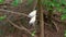 Pair of Pied Imperial Pigeons or Ducula Bicolor in Tropical Garden in Aviary