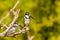 A pair Pied Kingfisher Ceryle rudis sitting on a branch above the Nile, Murchison Falls National Park, Uganda.